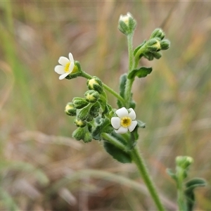 Hackelia suaveolens at Whitlam, ACT - 12 Nov 2024 07:57 AM