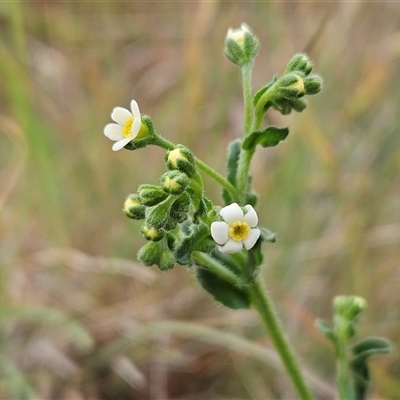 Hackelia suaveolens (Sweet Hounds Tongue) at Whitlam, ACT - 11 Nov 2024 by sangio7