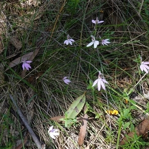 Caladenia carnea at Gundary, NSW - 22 Oct 2024