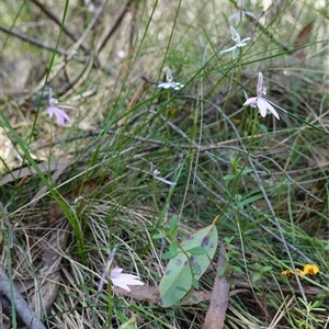 Caladenia carnea at Gundary, NSW - 22 Oct 2024