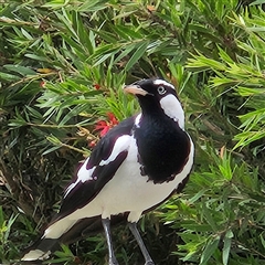 Grallina cyanoleuca (Magpie-lark) at Kambah, ACT - 13 Nov 2024 by MatthewFrawley