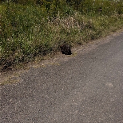 Tachyglossus aculeatus (Short-beaked Echidna) at Brownlow Hill, NSW - 16 Oct 2024 by BeckBrownlowHill