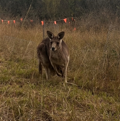 Macropus giganteus (Eastern Grey Kangaroo) at Orangeville, NSW - 11 Jul 2024 by BeckBrownlowHill