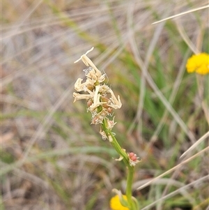 Stackhousia monogyna at Whitlam, ACT - 12 Nov 2024