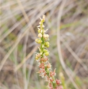 Stackhousia monogyna at Whitlam, ACT - 12 Nov 2024