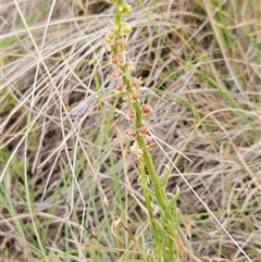 Stackhousia monogyna at Whitlam, ACT - 12 Nov 2024