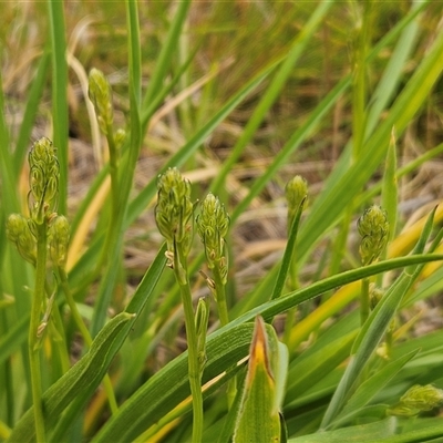 Iris sp. at Whitlam, ACT - 11 Nov 2024 by sangio7