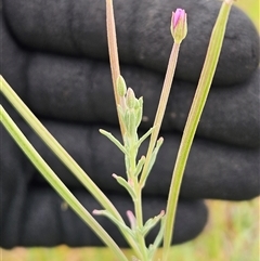 Epilobium billardiereanum (Willowherb) at Whitlam, ACT - 11 Nov 2024 by sangio7