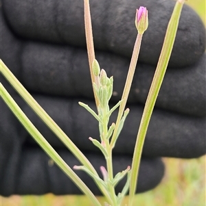 Epilobium billardiereanum at Whitlam, ACT - 12 Nov 2024