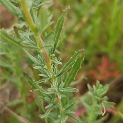 Epilobium billardiereanum at Whitlam, ACT - 12 Nov 2024