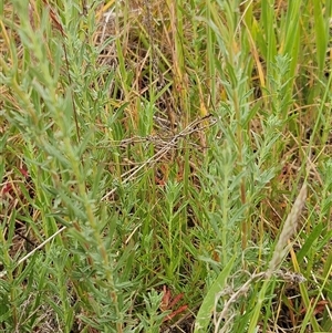 Epilobium billardiereanum at Whitlam, ACT - 12 Nov 2024