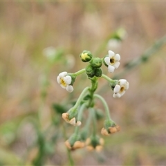 Hackelia suaveolens (Sweet Hounds Tongue) at Whitlam, ACT - 11 Nov 2024 by sangio7