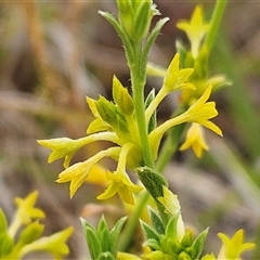 Pimelea curviflora var. sericea (Curved Riceflower) at Whitlam, ACT - 11 Nov 2024 by sangio7