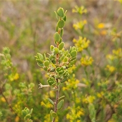 Brachyloma daphnoides (Daphne Heath) at Whitlam, ACT - 12 Nov 2024 by sangio7