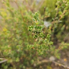 Brachyloma daphnoides at Whitlam, ACT - 12 Nov 2024 08:29 AM