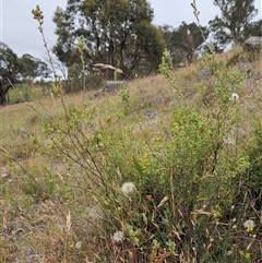 Brachyloma daphnoides at Whitlam, ACT - 12 Nov 2024