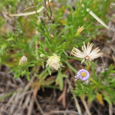 Vittadinia muelleri (Narrow-leafed New Holland Daisy) at Whitlam, ACT - 11 Nov 2024 by sangio7