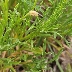 Vittadinia muelleri at Whitlam, ACT - 12 Nov 2024