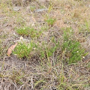 Vittadinia muelleri at Whitlam, ACT - 12 Nov 2024