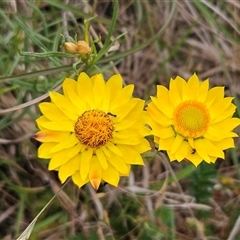 Xerochrysum viscosum (Sticky Everlasting) at Whitlam, ACT - 11 Nov 2024 by sangio7