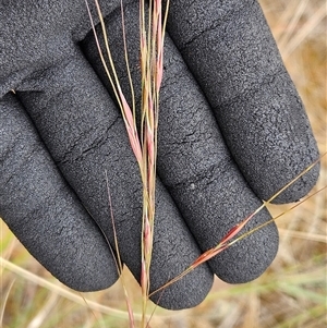 Austrostipa bigeniculata at Whitlam, ACT - 12 Nov 2024 09:15 AM