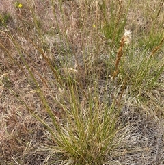 Lolium arundinaceum (Tall Fescue) at Garran, ACT - 13 Nov 2024 by ruthkerruish