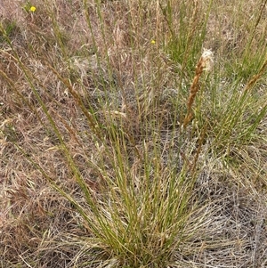 Lolium arundinaceum at Garran, ACT - 13 Nov 2024 09:53 AM