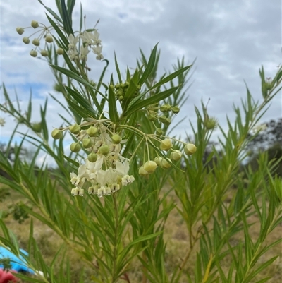 Gomphocarpus fruticosus (Narrow-leaved Cotton Bush) at Brownlow Hill, NSW - 13 Nov 2024 by elisebird