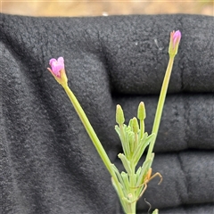 Epilobium billardiereanum (Willowherb) at Whitlam, ACT - 12 Nov 2024 by sangio7