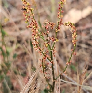 Rumex acetosella at Whitlam, ACT - 12 Nov 2024