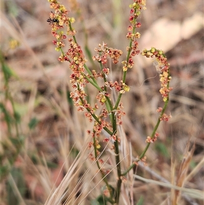 Rumex acetosella (Sheep Sorrel) at Whitlam, ACT - 12 Nov 2024 by sangio7