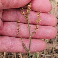 Rumex acetosella at Whitlam, ACT - 12 Nov 2024