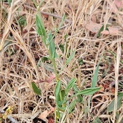 Rumex acetosella at Whitlam, ACT - 12 Nov 2024