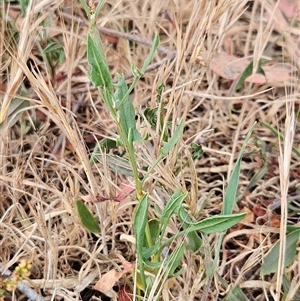 Rumex acetosella at Whitlam, ACT - 12 Nov 2024