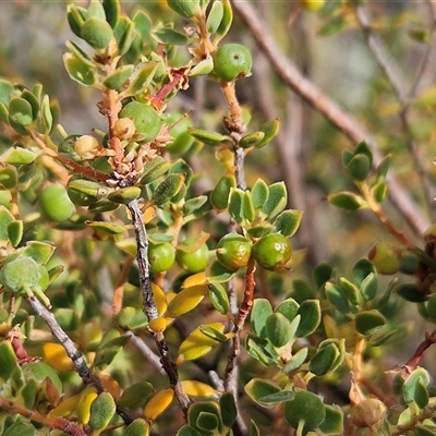 Brachyloma daphnoides (Daphne Heath) at Whitlam, ACT - 12 Nov 2024 by sangio7