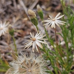 Vittadinia muelleri (Narrow-leafed New Holland Daisy) at Whitlam, ACT - 11 Nov 2024 by sangio7