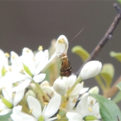 Nemophora (genus) (A Fairy Moth) at Conder, ACT - 7 Jan 2024 by MichaelBedingfield