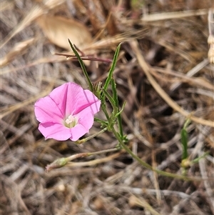 Convolvulus angustissimus subsp. angustissimus at Whitlam, ACT - 12 Nov 2024 10:03 AM