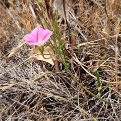 Convolvulus angustissimus subsp. angustissimus at Whitlam, ACT - 12 Nov 2024