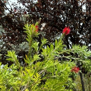 Papilio aegeus at Kambah, ACT - suppressed