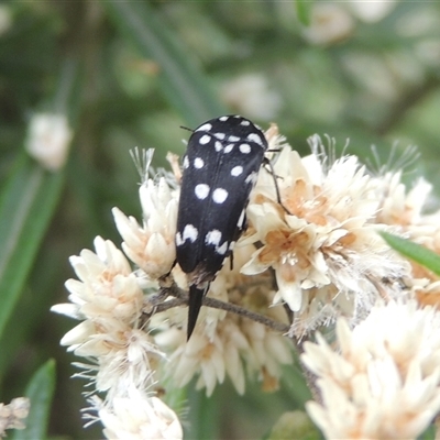 Mordella dumbrelli (Dumbrell's Pintail Beetle) at Conder, ACT - 7 Jan 2024 by MichaelBedingfield