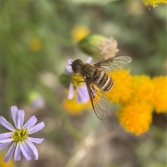 Villa sp. (genus) (Unidentified Villa bee fly) at Yarralumla, ACT - 13 Nov 2024 by PeterA