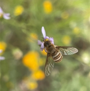 Villa sp. (genus) at Yarralumla, ACT - 13 Nov 2024 11:39 AM