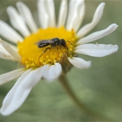 Lasioglossum (Homalictus) sphecodoides at Fyshwick, ACT - 9 Nov 2024 02:25 PM