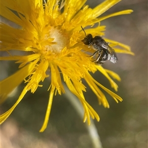 Lasioglossum (Chilalictus) sp. (genus & subgenus) at Yarralumla, ACT - 10 Nov 2024 01:54 PM