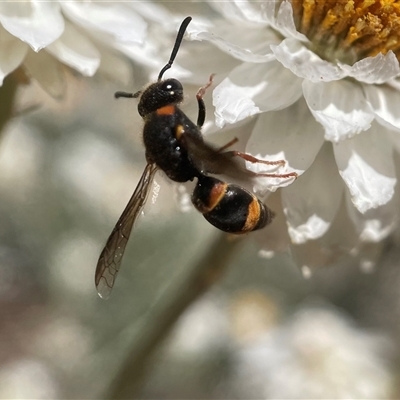 Paralastor sp. (genus) (Potter Wasp) at Yarralumla, ACT - 10 Nov 2024 by PeterA