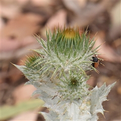 Onopordum acanthium (Scotch Thistle) at Gundaroo, NSW - 10 Nov 2024 by ConBoekel