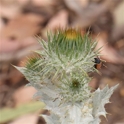 Onopordum acanthium (Scotch Thistle) at Gundaroo, NSW - 11 Nov 2024 by ConBoekel