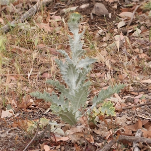 Onopordum acanthium at Gundaroo, NSW - 11 Nov 2024 10:27 AM