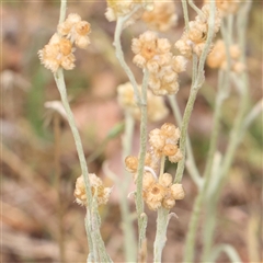 Pseudognaphalium luteoalbum (Jersey Cudweed) at Gundaroo, NSW - 11 Nov 2024 by ConBoekel